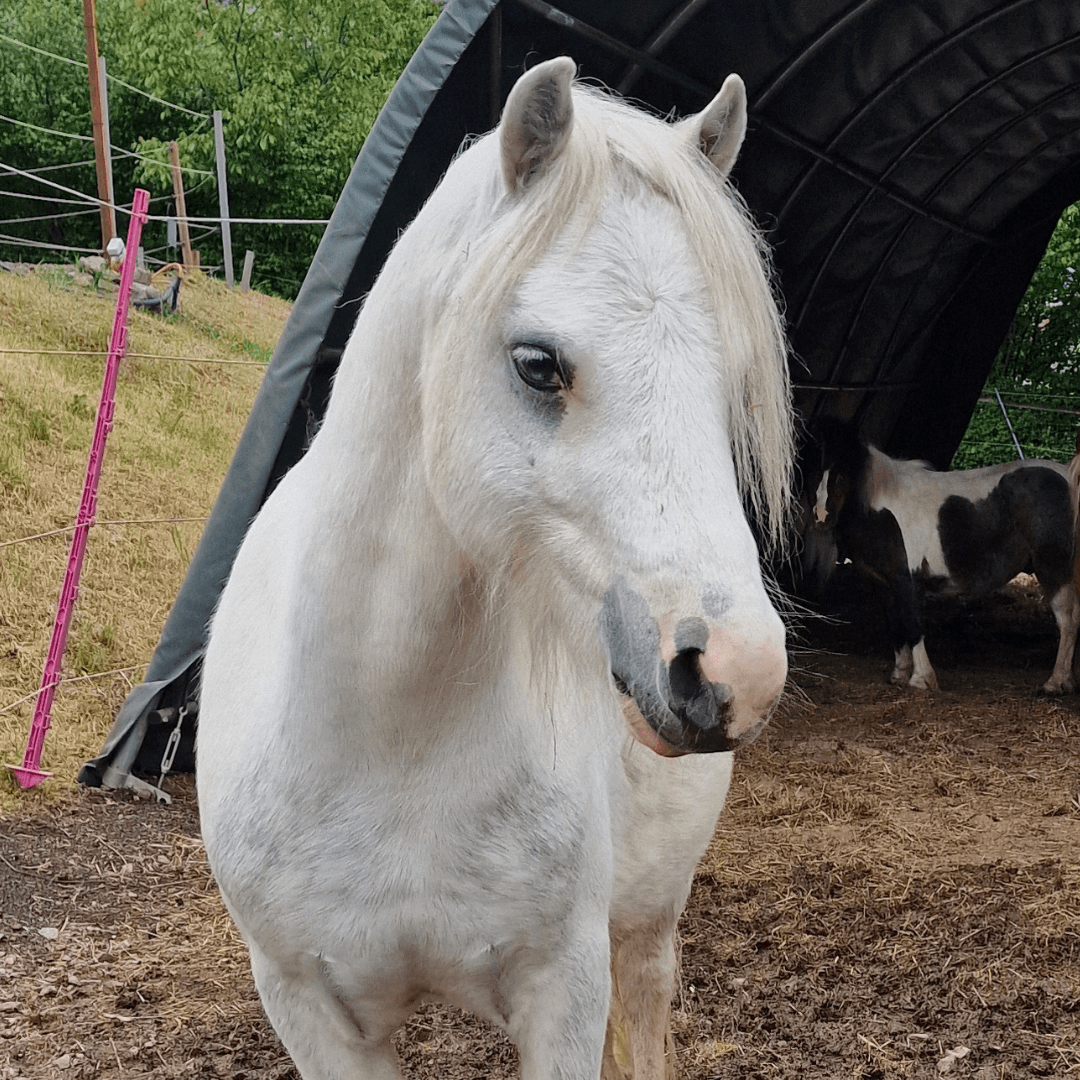 Merlin